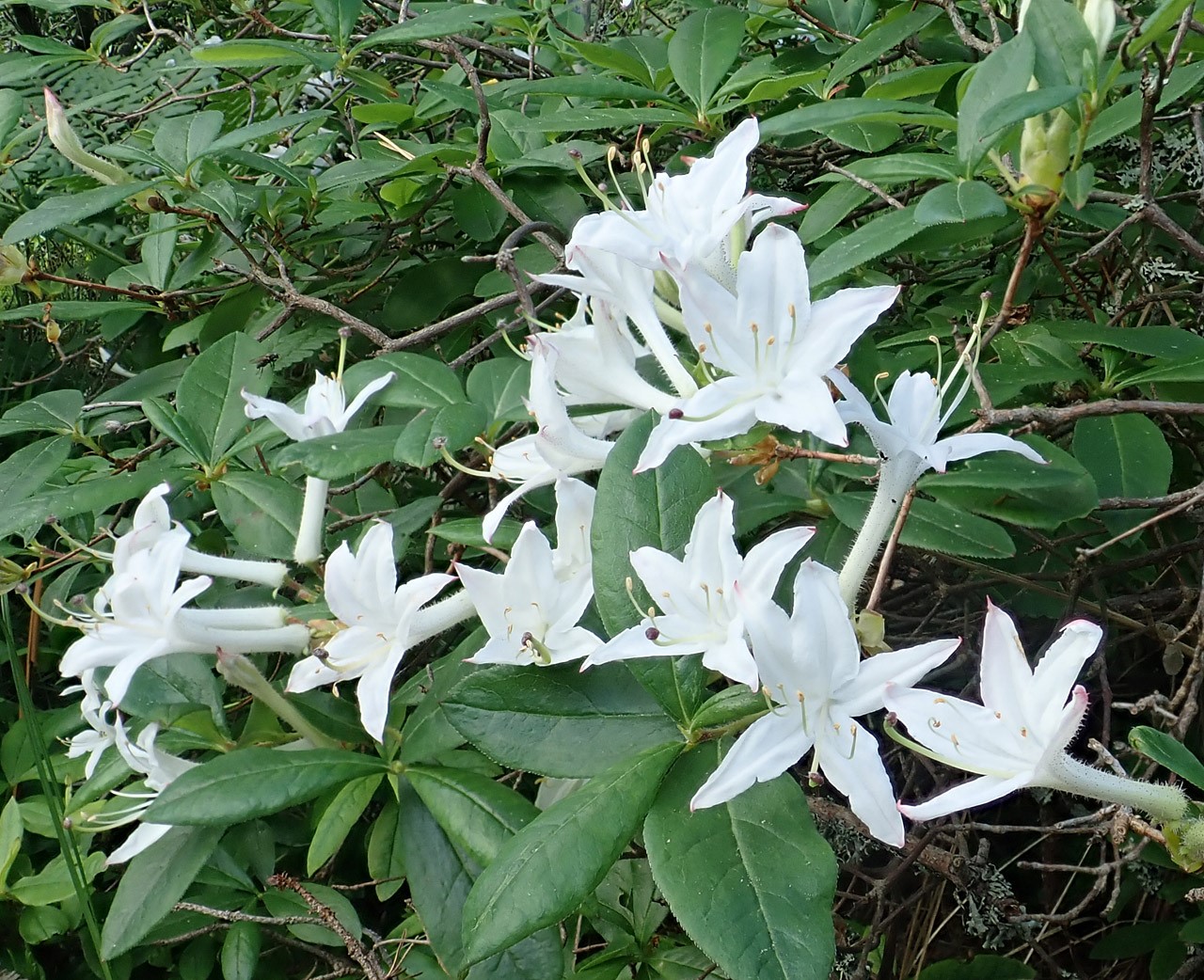 R. viscosum AGM